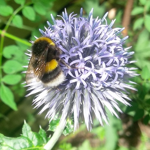 Pollinating London Together 
